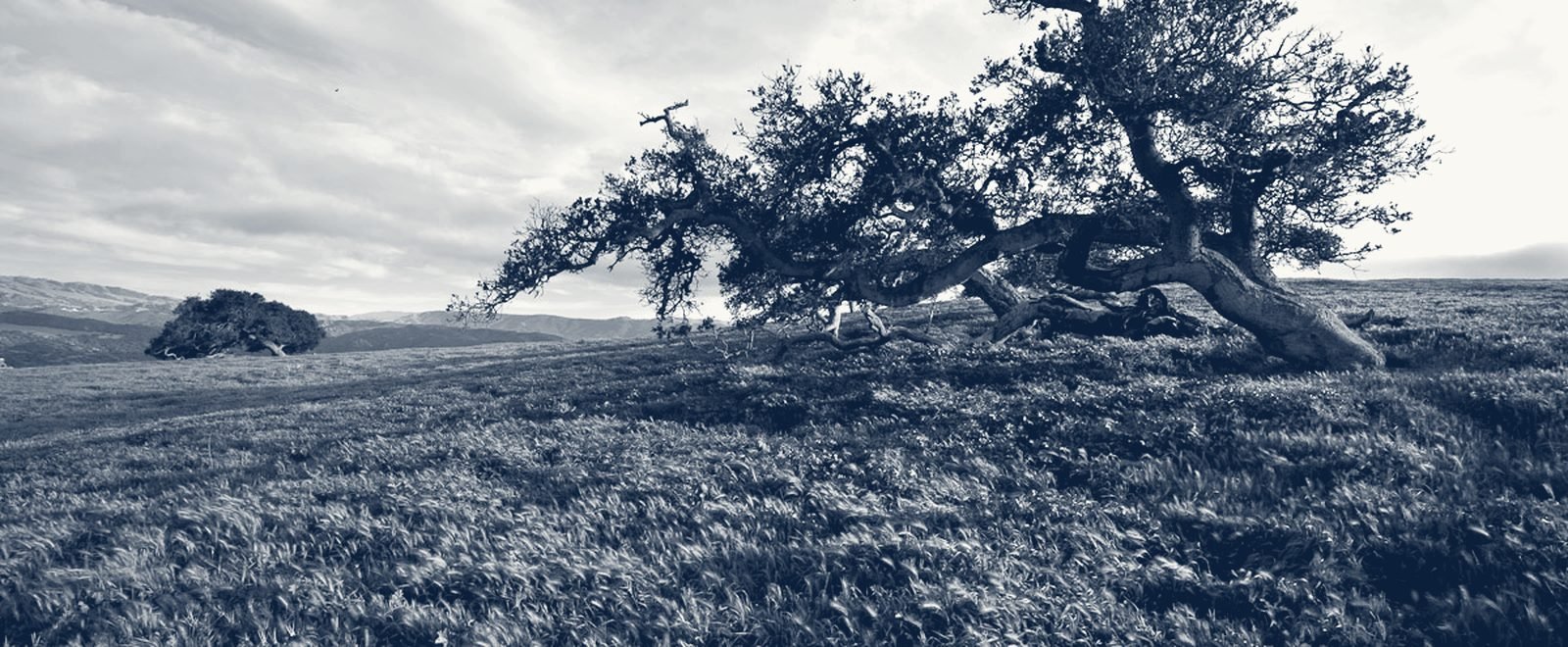 A lone California oak on a hillside, representing legacy and estate planning